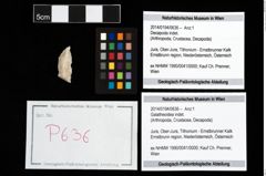 Foto (Objekt + Etikett) von Galatheoidea indet.  (NHMW-GEO-2014-0194-0636)